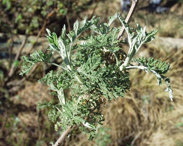 African Wormwood Herb (Artemisia afra) Pure and high quality.