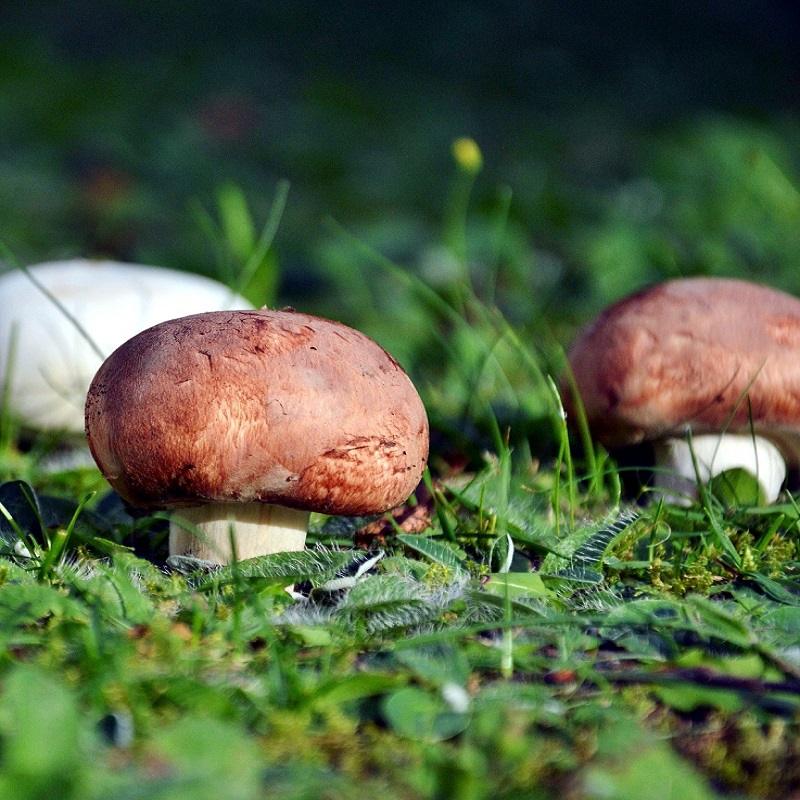 Agaricus blazei Mushroom Extract Pure, Organic and Highquality.
